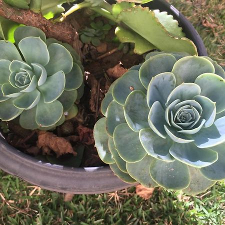 Pe De Manga Hospedagem Mucugê Exteriér fotografie