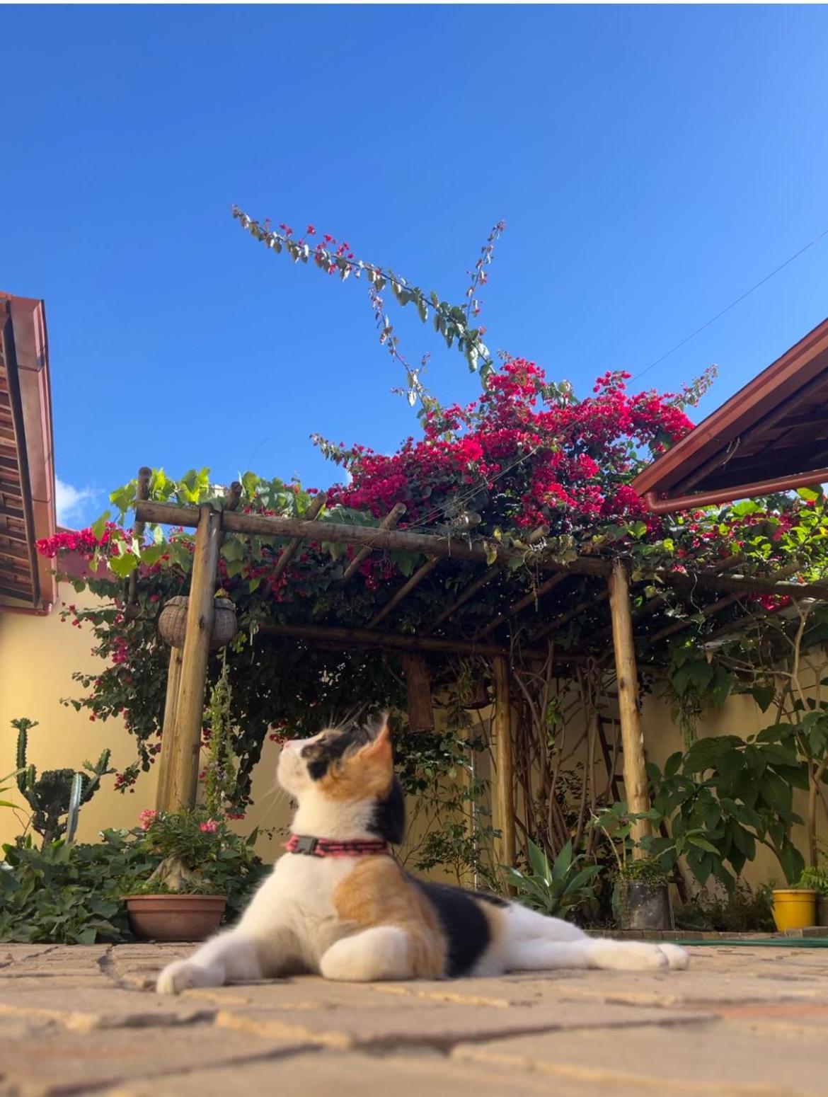 Pe De Manga Hospedagem Mucugê Exteriér fotografie